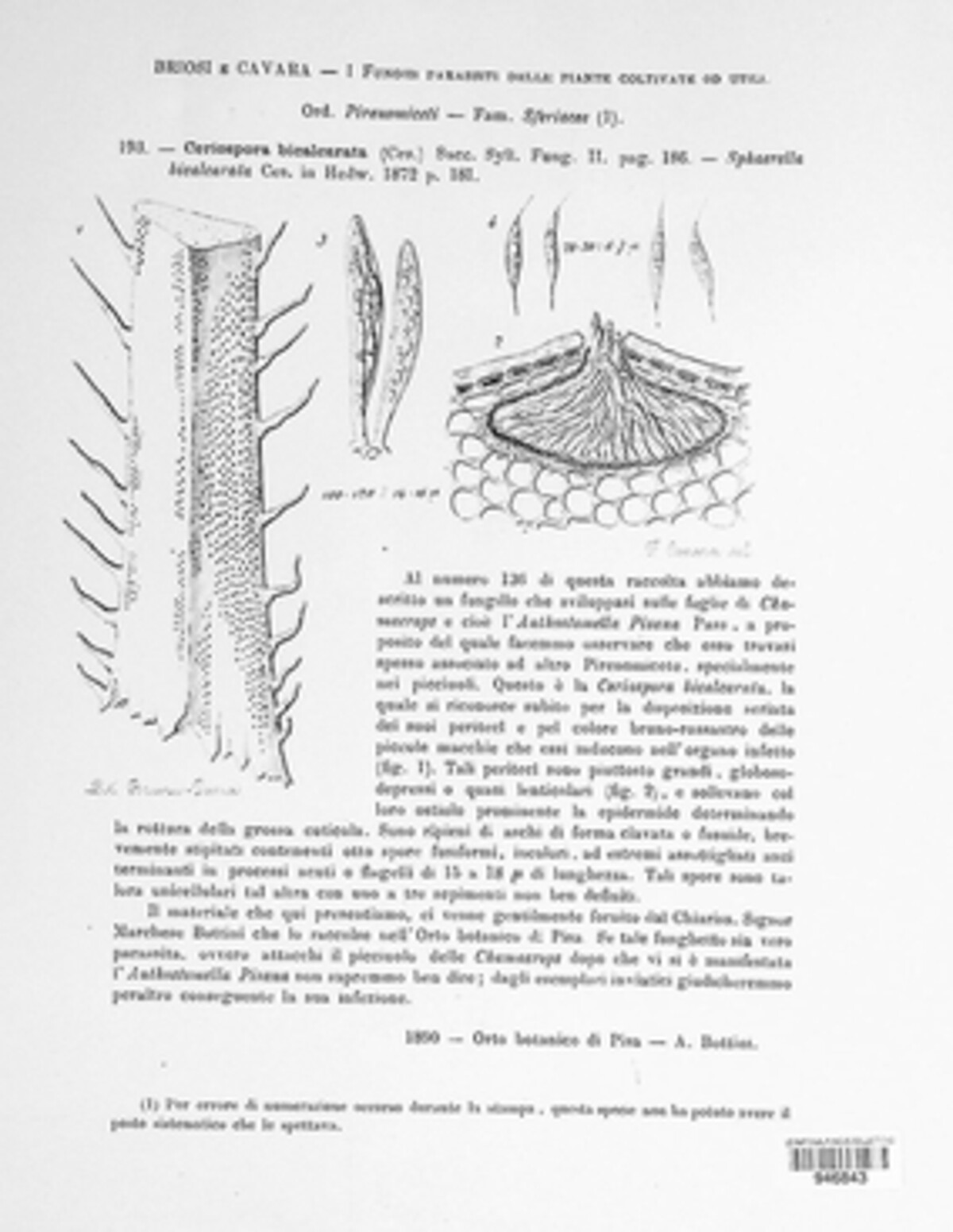 Frondispora bicalcarata image